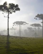 Fotografia da espécie Araucaria angustifolia