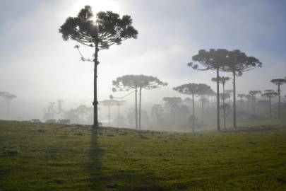 Fotografia da espécie Araucaria angustifolia