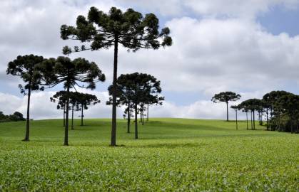 Fotografia da espécie Araucaria angustifolia