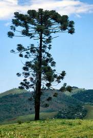 Fotografia da espécie Araucaria angustifolia