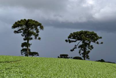 Fotografia da espécie Araucaria angustifolia