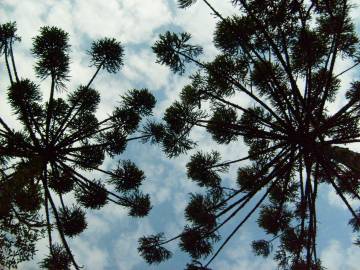 Fotografia da espécie Araucaria angustifolia