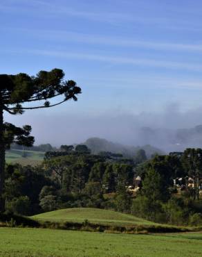 Fotografia 6 da espécie Araucaria angustifolia no Jardim Botânico UTAD