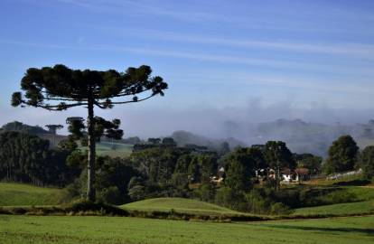 Fotografia da espécie Araucaria angustifolia