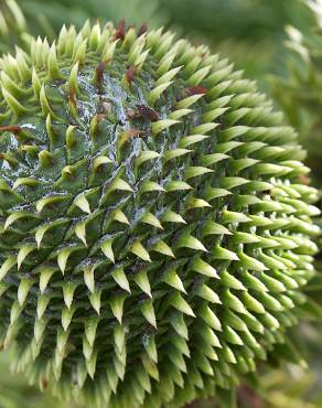 Fotografia 7 da espécie Araucaria angustifolia no Jardim Botânico UTAD