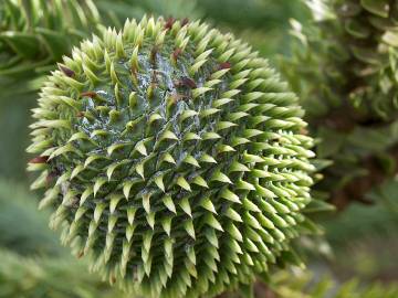 Fotografia da espécie Araucaria angustifolia