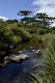 Fotografia da espécie Araucaria angustifolia