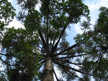 Fotografia da espécie Araucaria angustifolia