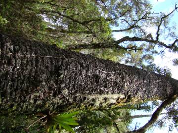 Fotografia da espécie Araucaria angustifolia