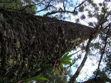 Fotografia da espécie Araucaria angustifolia