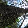 Fotografia 12 da espécie Araucaria angustifolia do Jardim Botânico UTAD
