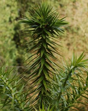 Fotografia 13 da espécie Araucaria angustifolia no Jardim Botânico UTAD