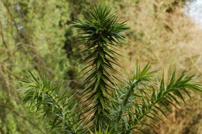 Fotografia da espécie Araucaria angustifolia