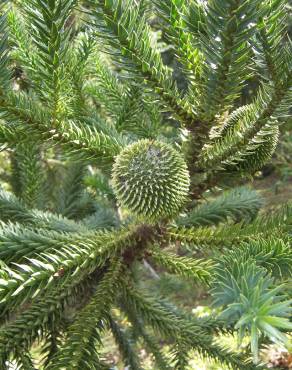 Fotografia 14 da espécie Araucaria angustifolia no Jardim Botânico UTAD