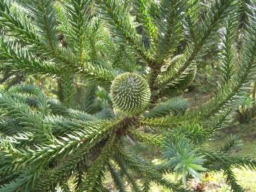 Fotografia da espécie Araucaria angustifolia