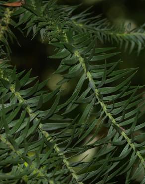 Fotografia 15 da espécie Araucaria angustifolia no Jardim Botânico UTAD