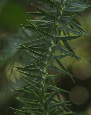 Fotografia 16 da espécie Araucaria angustifolia no Jardim Botânico UTAD