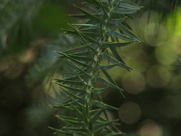 Fotografia da espécie Araucaria angustifolia