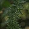 Fotografia 16 da espécie Araucaria angustifolia do Jardim Botânico UTAD