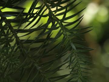 Fotografia da espécie Araucaria angustifolia