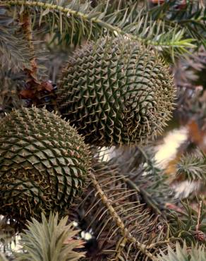 Fotografia 18 da espécie Araucaria angustifolia no Jardim Botânico UTAD