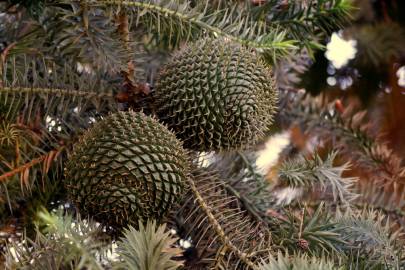 Fotografia da espécie Araucaria angustifolia