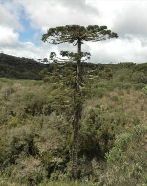 Fotografia 19 da espécie Araucaria angustifolia no Jardim Botânico UTAD