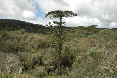 Fotografia da espécie Araucaria angustifolia