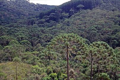 Fotografia da espécie Araucaria angustifolia