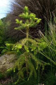 Fotografia da espécie Araucaria angustifolia