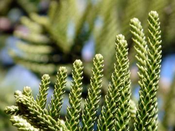 Fotografia da espécie Araucaria heterophylla