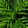 Fotografia 3 da espécie Araucaria heterophylla do Jardim Botânico UTAD