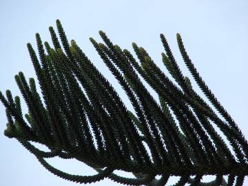 Fotografia da espécie Araucaria heterophylla