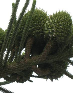 Fotografia 5 da espécie Araucaria heterophylla no Jardim Botânico UTAD