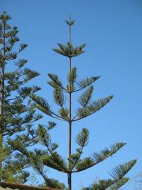 Fotografia da espécie Araucaria heterophylla