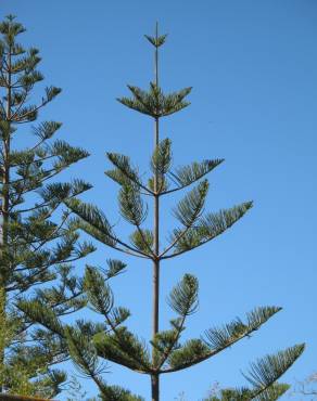 Fotografia 6 da espécie Araucaria heterophylla no Jardim Botânico UTAD