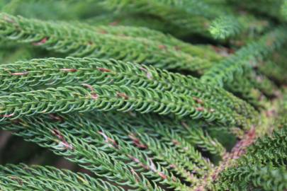 Fotografia da espécie Araucaria heterophylla