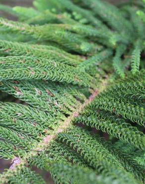 Fotografia 1 da espécie Araucaria heterophylla no Jardim Botânico UTAD