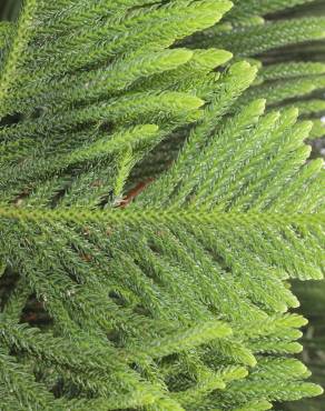 Fotografia 8 da espécie Araucaria heterophylla no Jardim Botânico UTAD