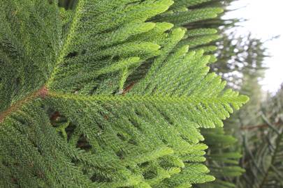 Fotografia da espécie Araucaria heterophylla