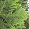 Fotografia 8 da espécie Araucaria heterophylla do Jardim Botânico UTAD