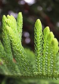 Fotografia da espécie Araucaria heterophylla