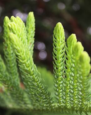 Fotografia 9 da espécie Araucaria heterophylla no Jardim Botânico UTAD