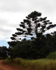 Fotografia da espécie Araucaria cunninghamii