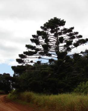 Fotografia 1 da espécie Araucaria cunninghamii no Jardim Botânico UTAD