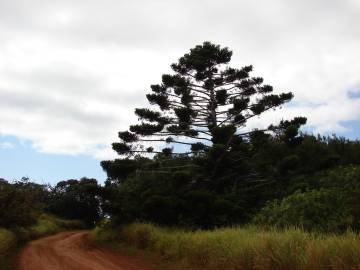 Fotografia da espécie Araucaria cunninghamii