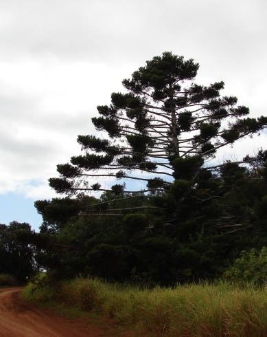 Fotografia de capa Araucaria cunninghamii - do Jardim Botânico