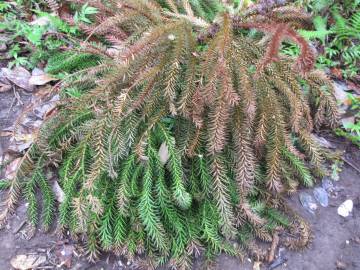 Fotografia da espécie Araucaria cunninghamii