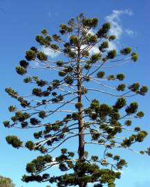 Fotografia da espécie Araucaria cunninghamii