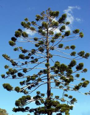 Fotografia 3 da espécie Araucaria cunninghamii no Jardim Botânico UTAD